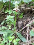 Ophrys exaltata